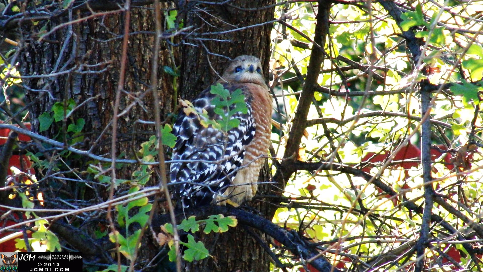 Red Shouldered Hawk